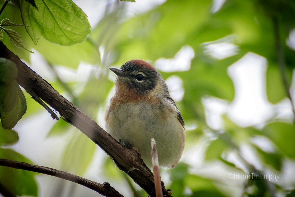 Bay-breasted Warbler - Brian Murphy