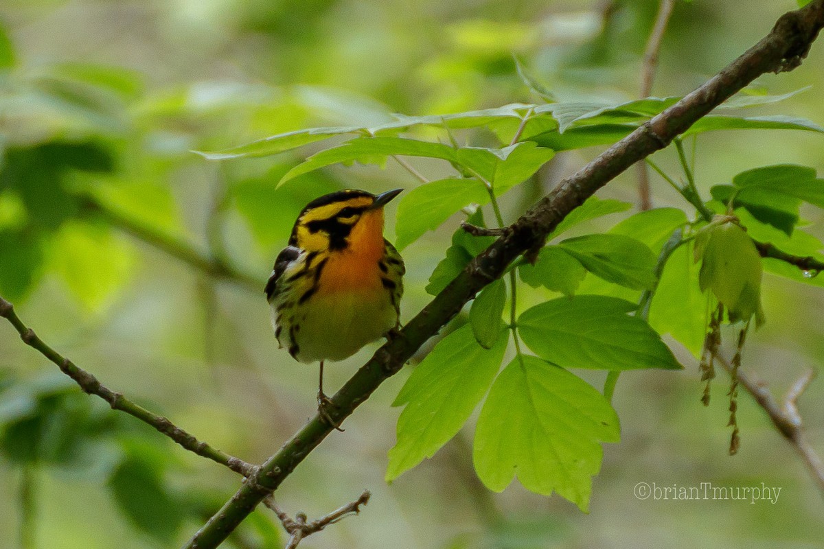 Blackburnian Warbler - Brian Murphy