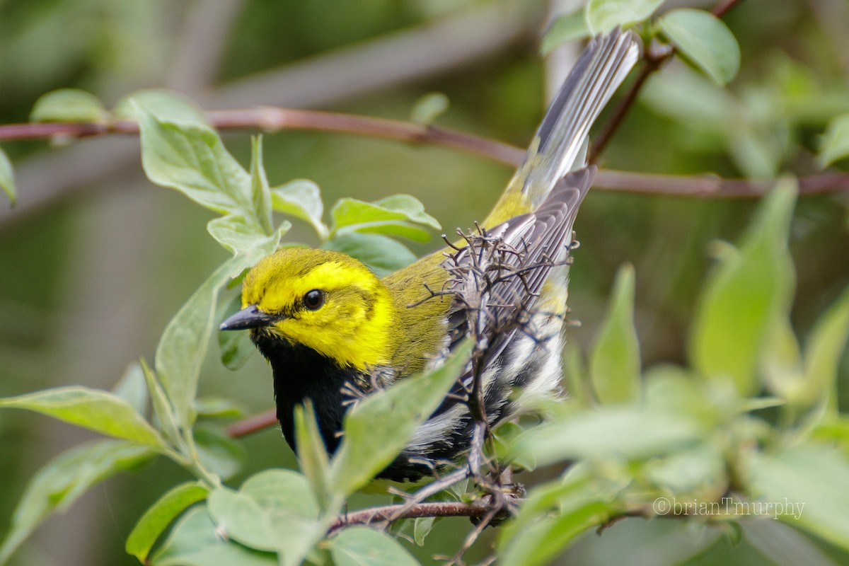 Black-throated Green Warbler - Brian Murphy