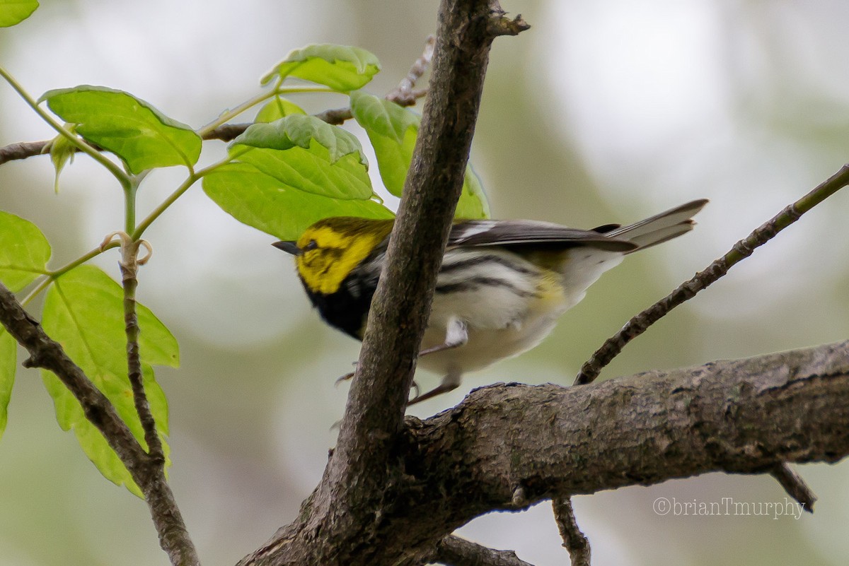 Black-throated Green Warbler - Brian Murphy