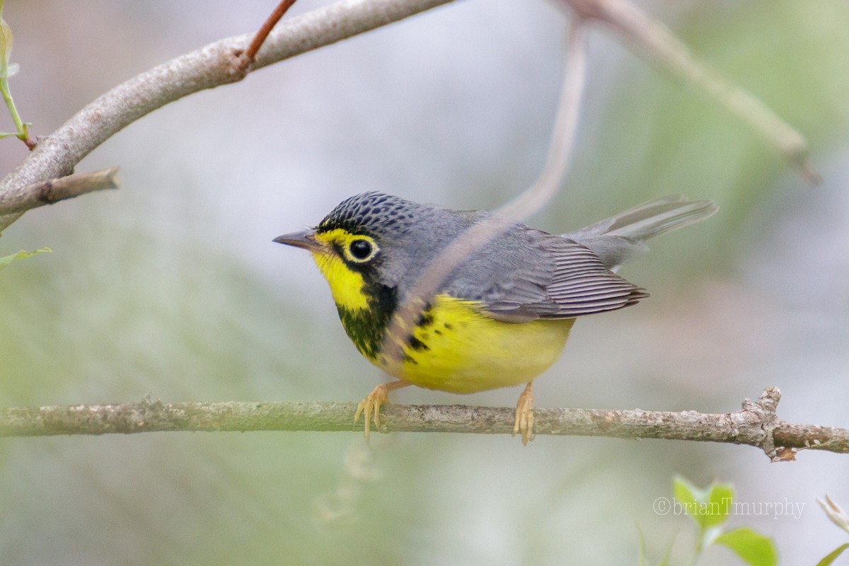 Canada Warbler - Brian Murphy