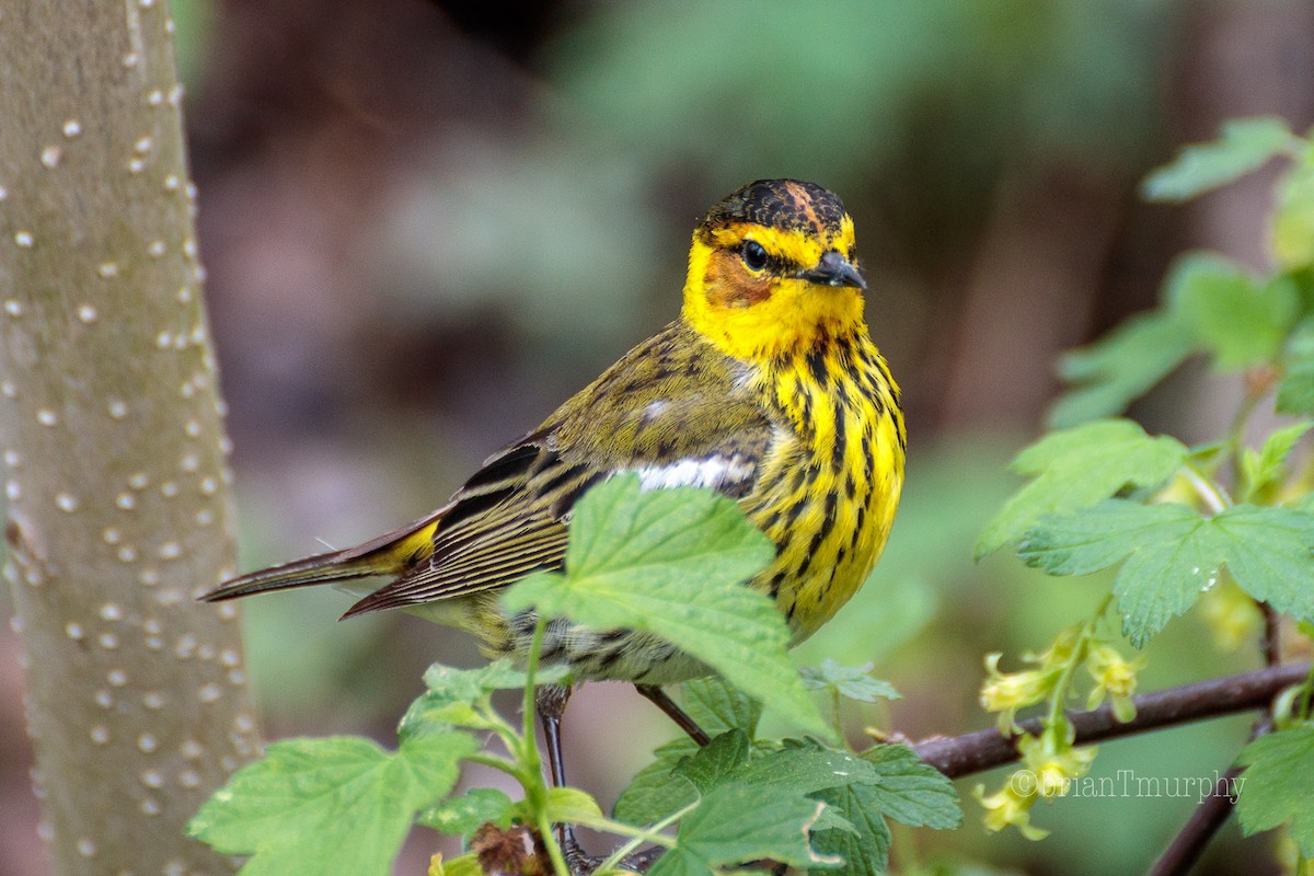 Cape May Warbler - Brian Murphy