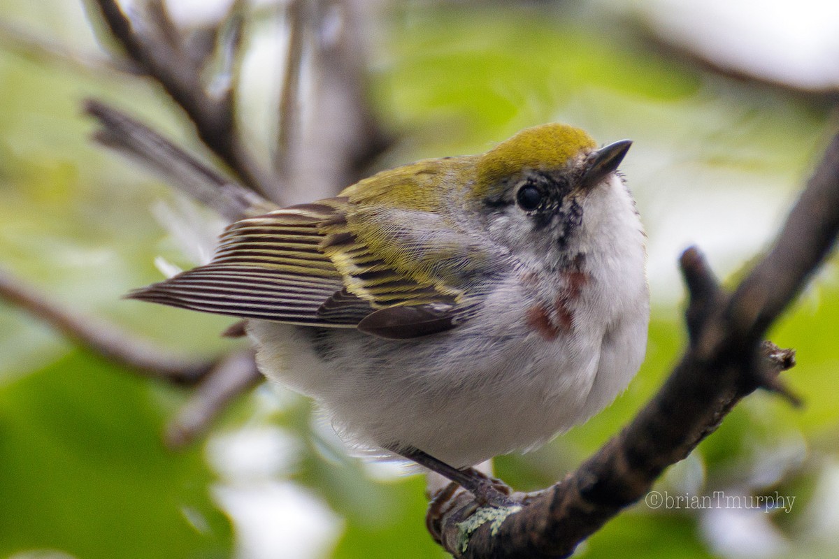 Chestnut-sided Warbler - Brian Murphy