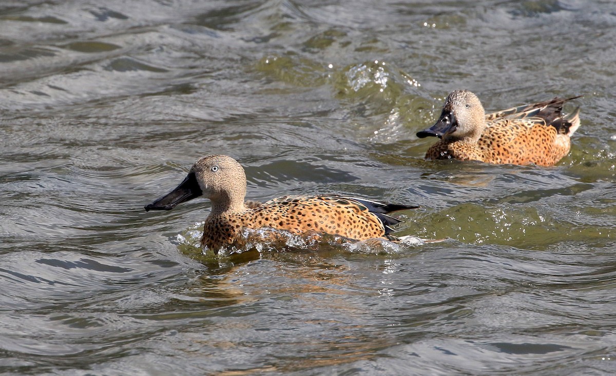 Red Shoveler - Patrick MONNEY