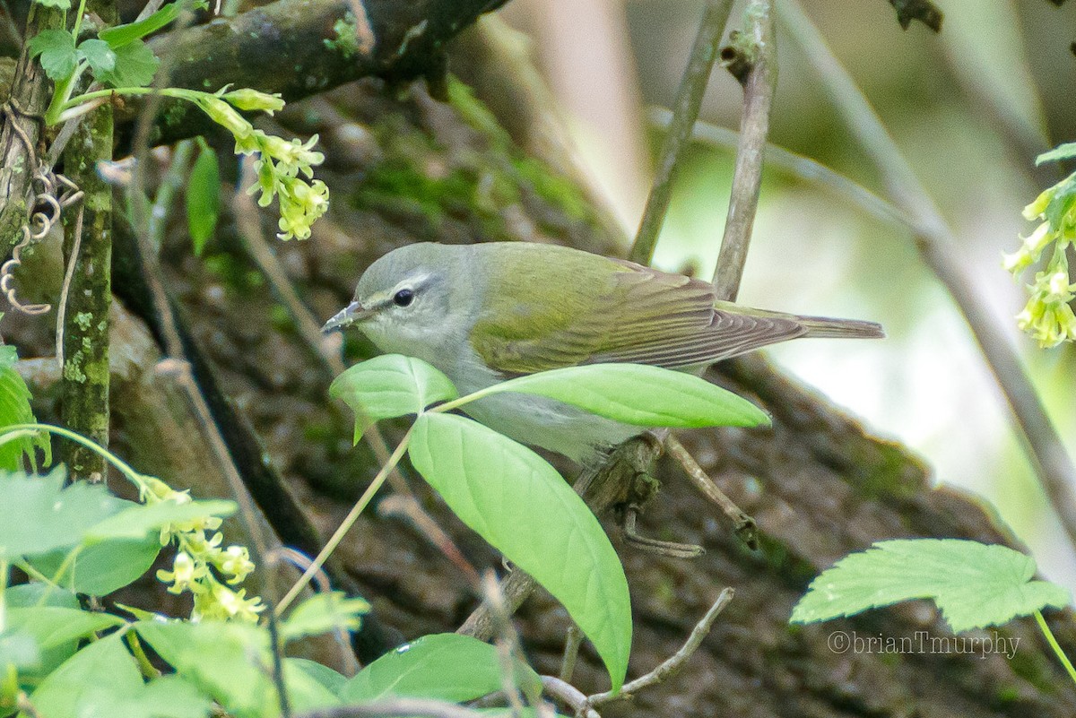 Tennessee Warbler - Brian Murphy