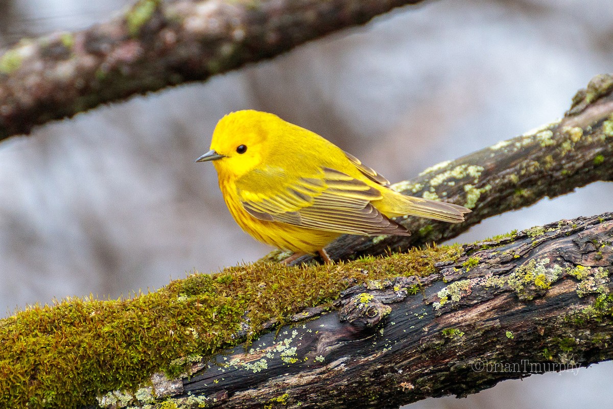 Yellow Warbler - Brian Murphy