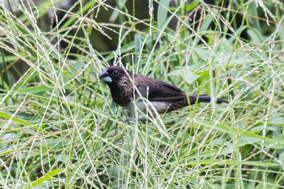 White-rumped Munia - Michael Teoh