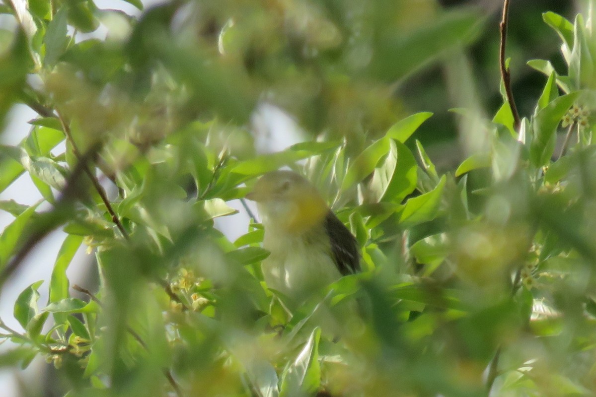 Bell's Vireo - ML100646021