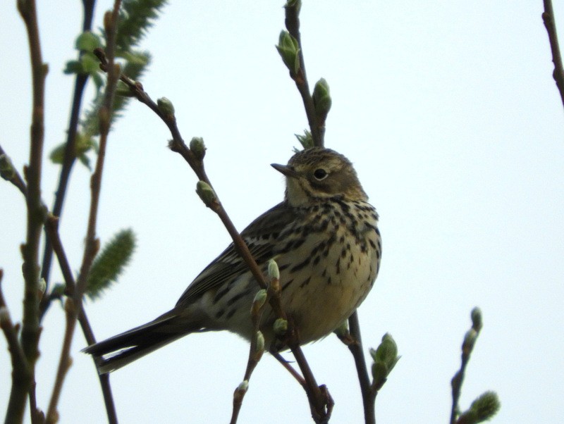 Meadow Pipit - ML100646081