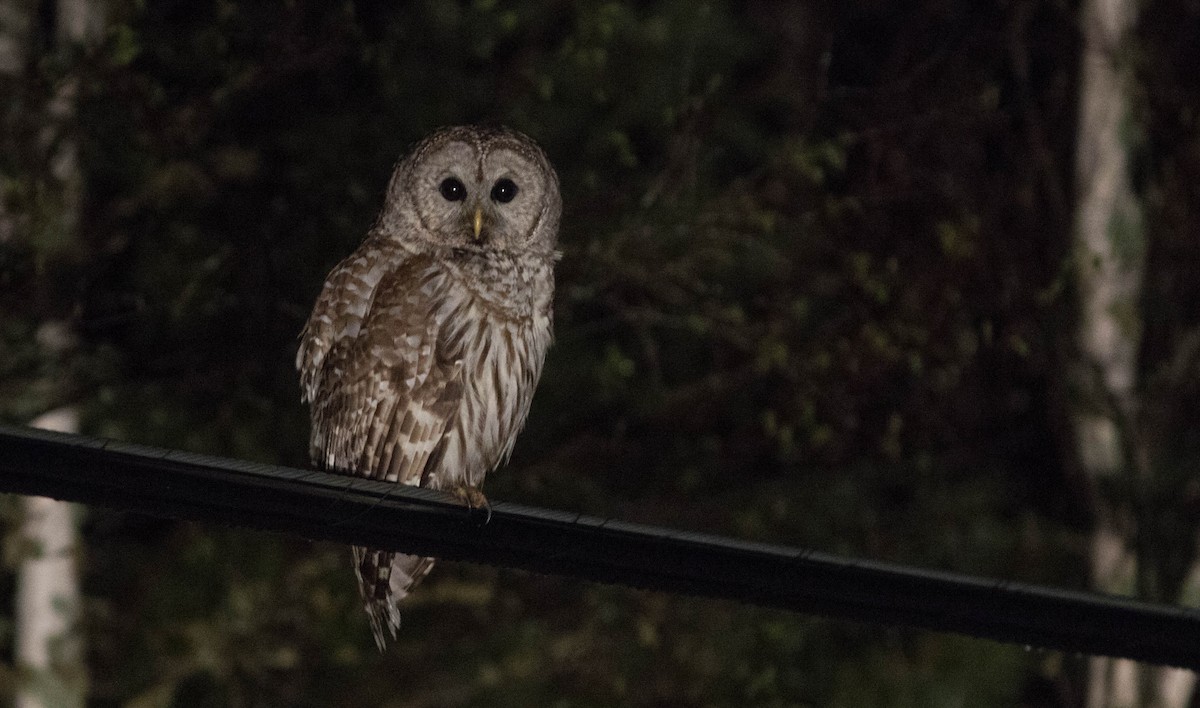 Barred Owl - ML100646551