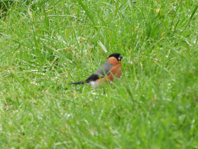 Eurasian Bullfinch - ML100646661