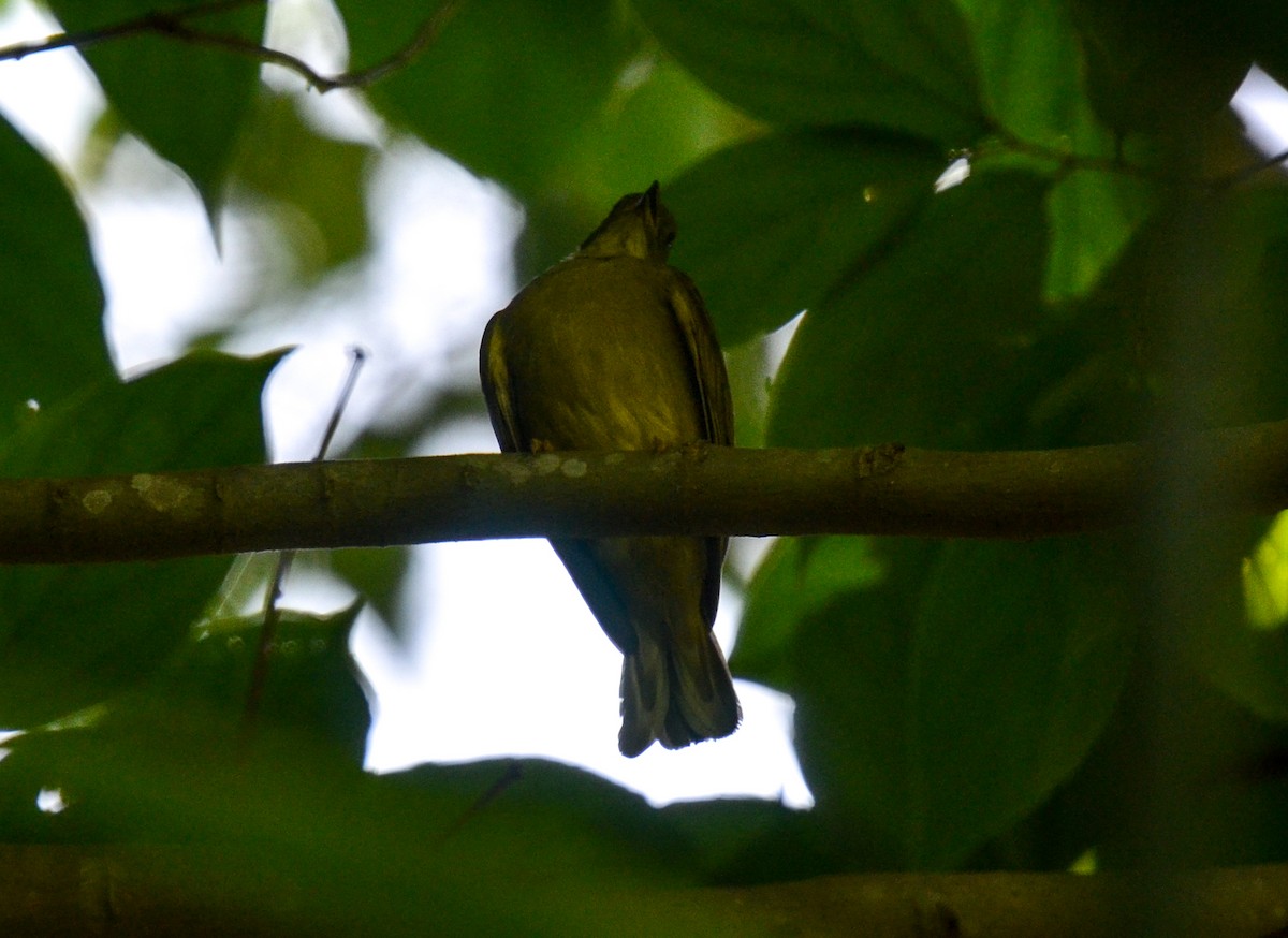 Zenker's Honeyguide - ML100647951