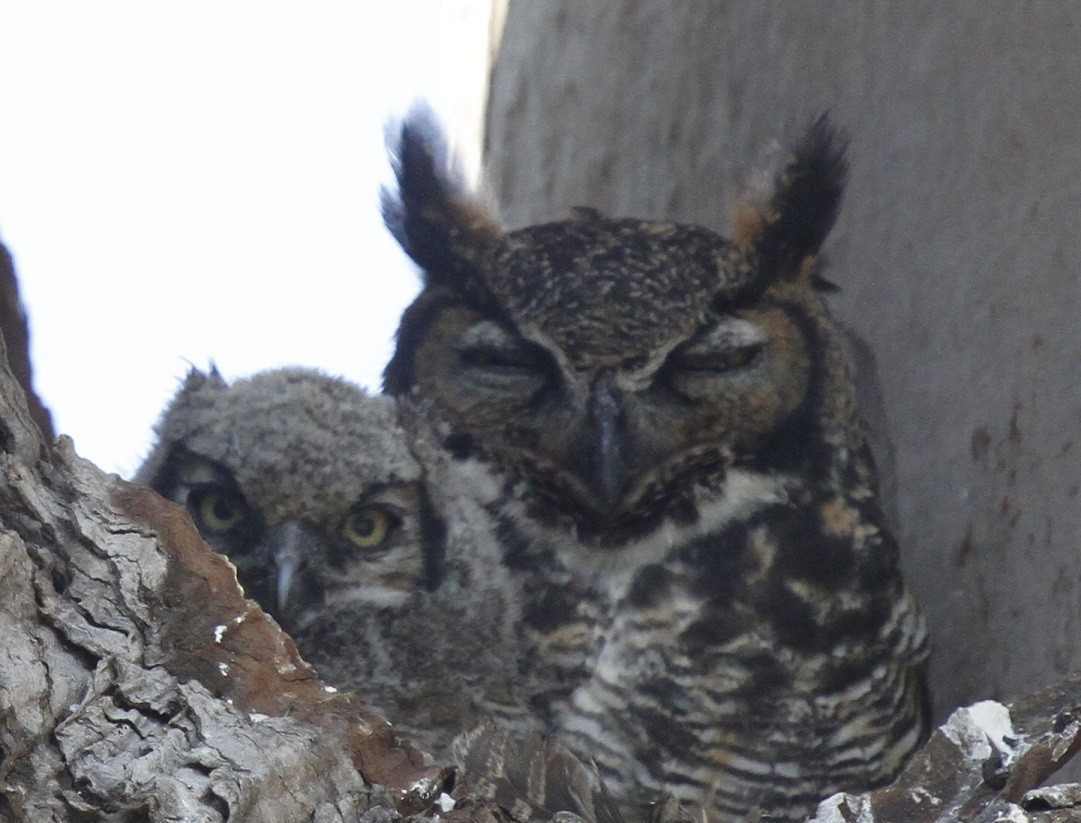 Great Horned Owl - ML100650311