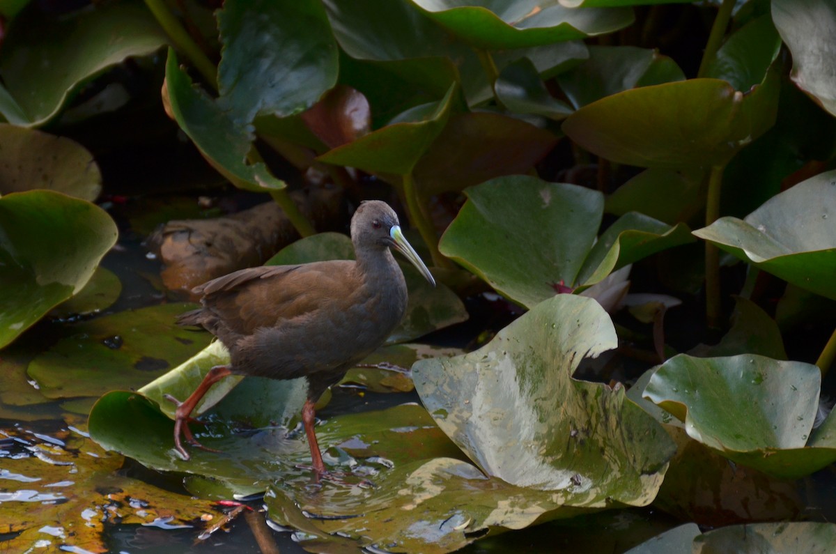 Plumbeous Rail - Pablo Gutiérrez Maier