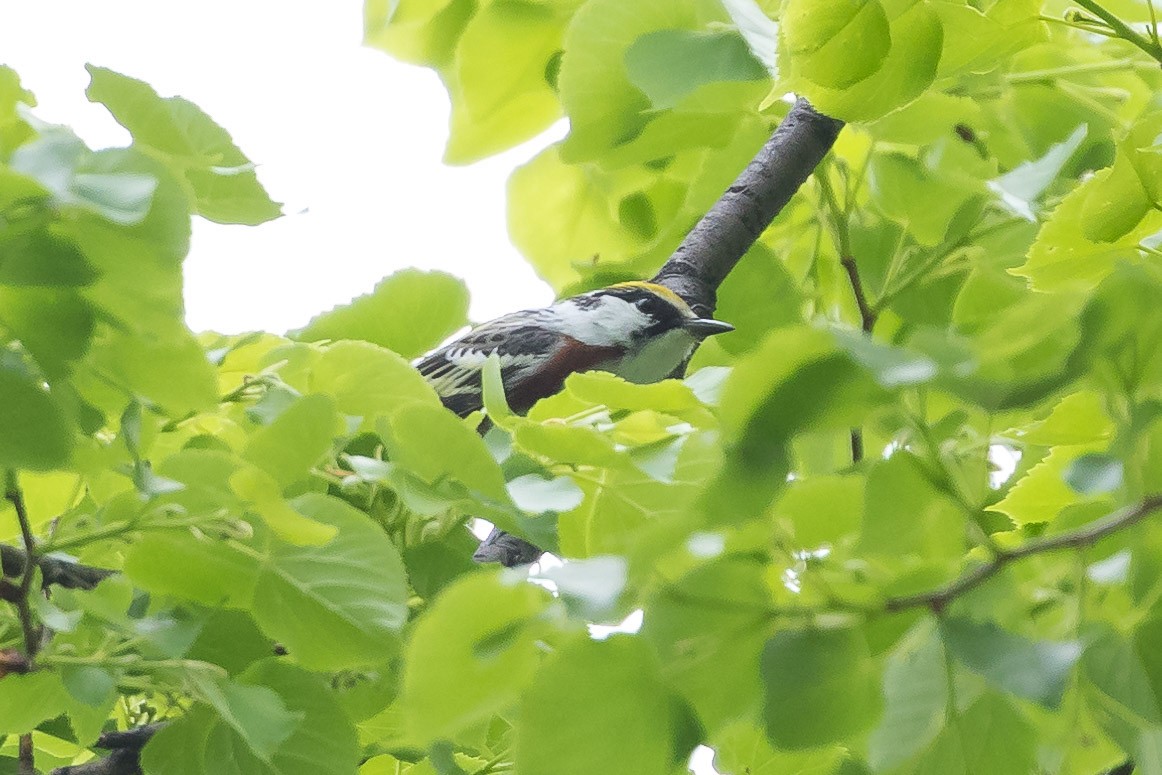 Chestnut-sided Warbler - ML100651661