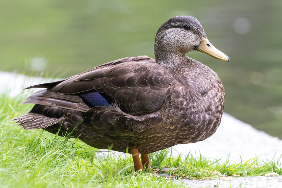 American Black Duck - ML100651941