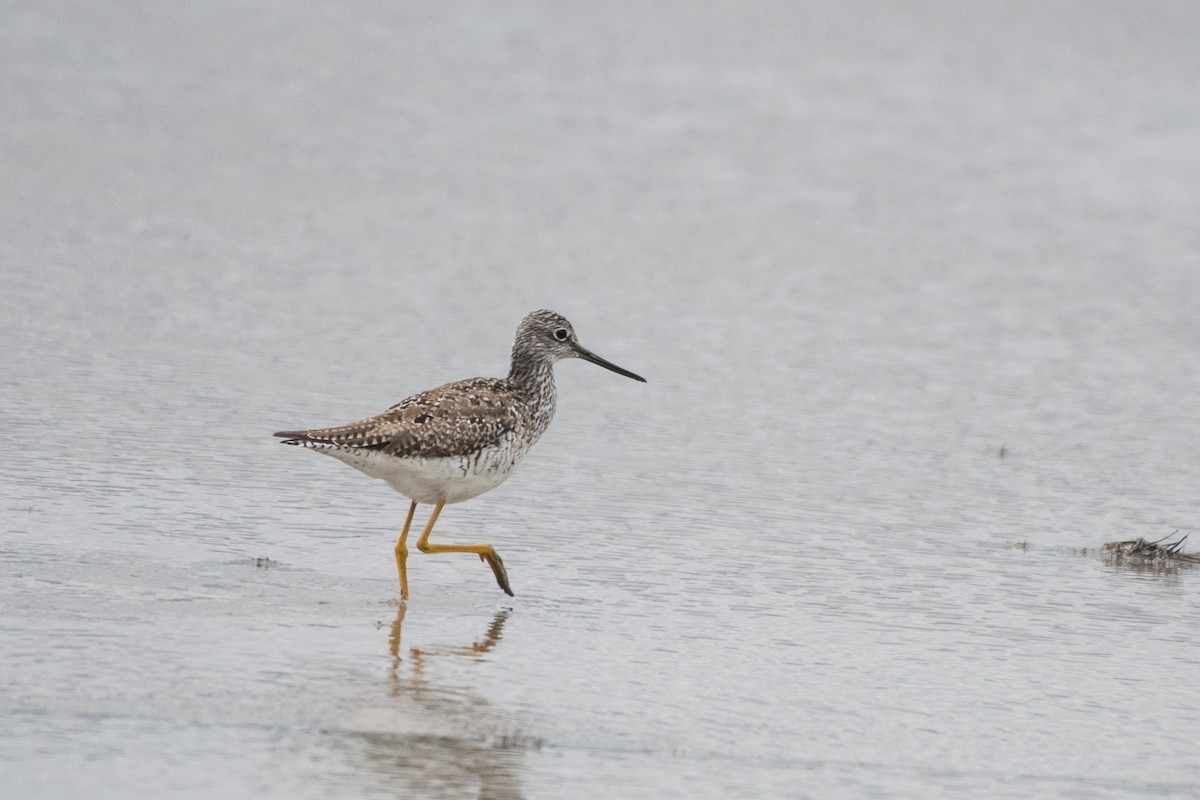 Greater Yellowlegs - ML100652471