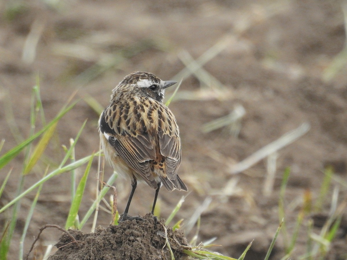 Whinchat - ML100655011