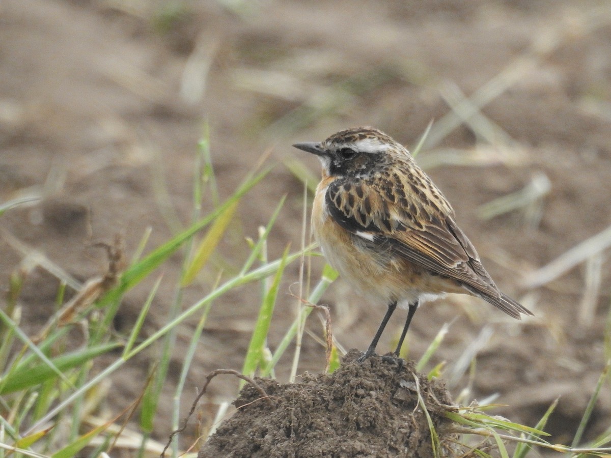 Whinchat - ML100655021