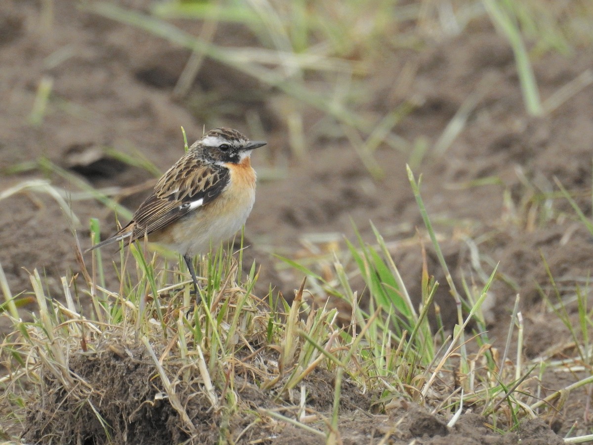 Whinchat - ML100655071