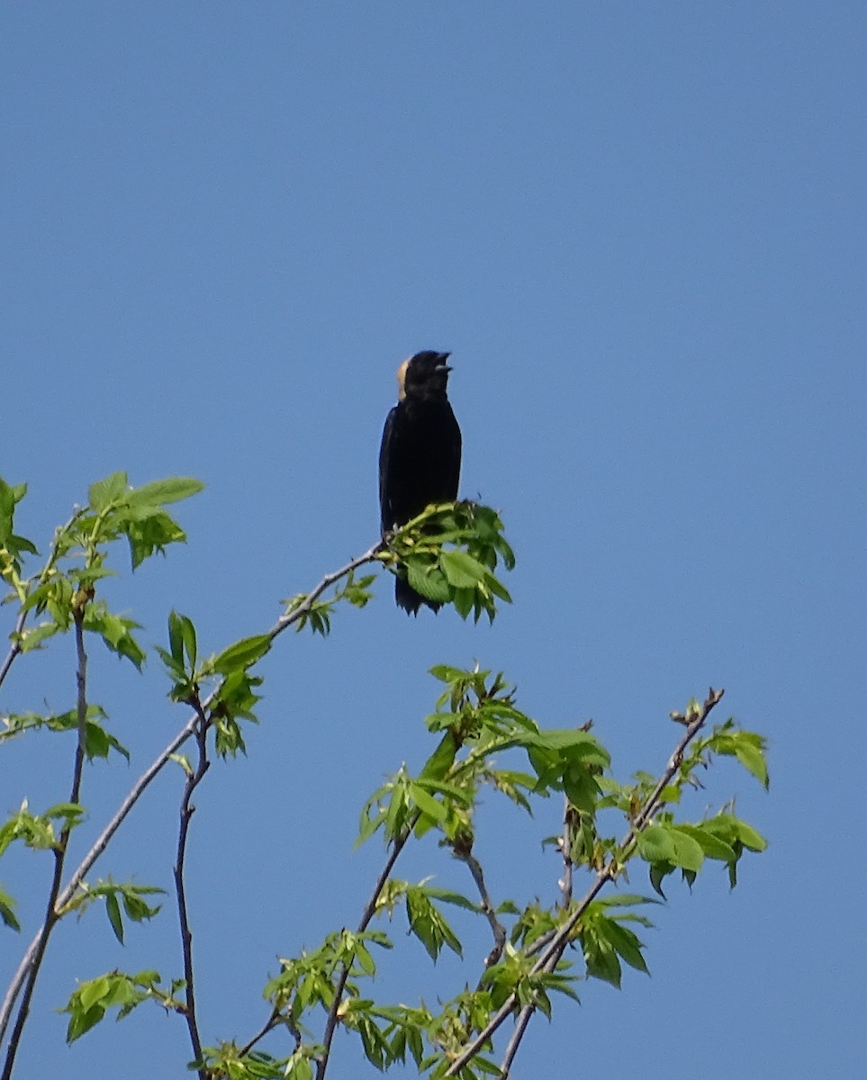 Bobolink - ML100655661