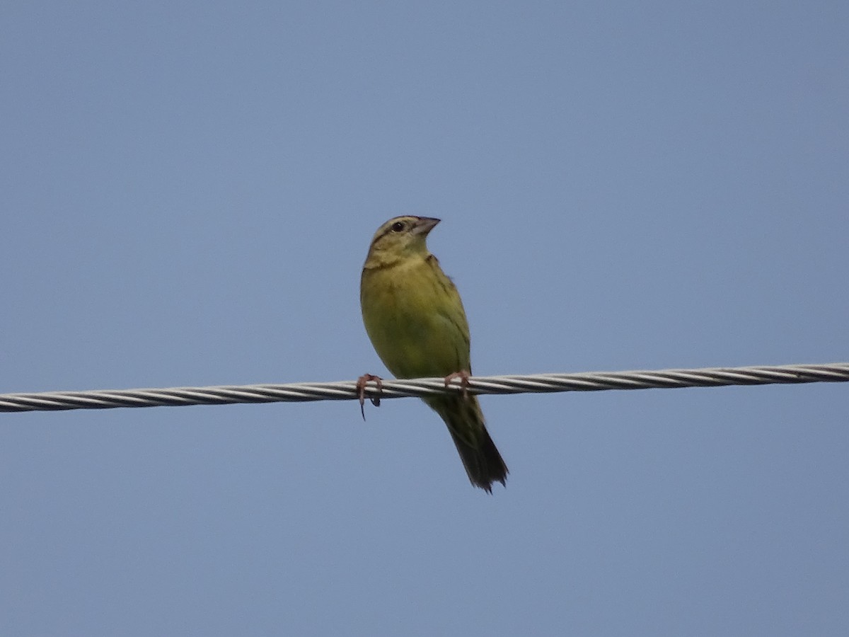 Bobolink - ML100655871