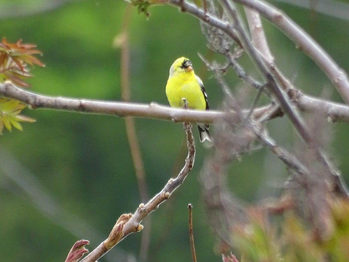 American Goldfinch - ML100656221