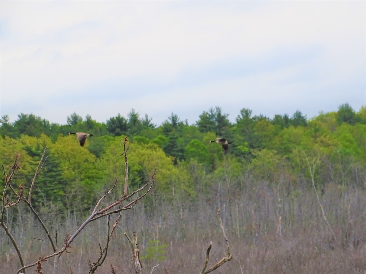 Canada Goose - ML100656311