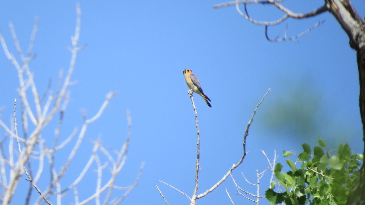 American Kestrel - Sujan Henkanaththegedara