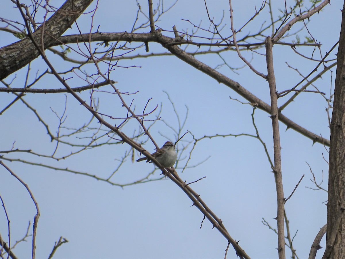 new world sparrow sp. - ML100656971