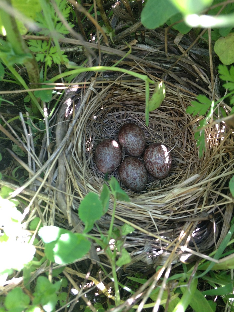 Song Sparrow - Corey Lange