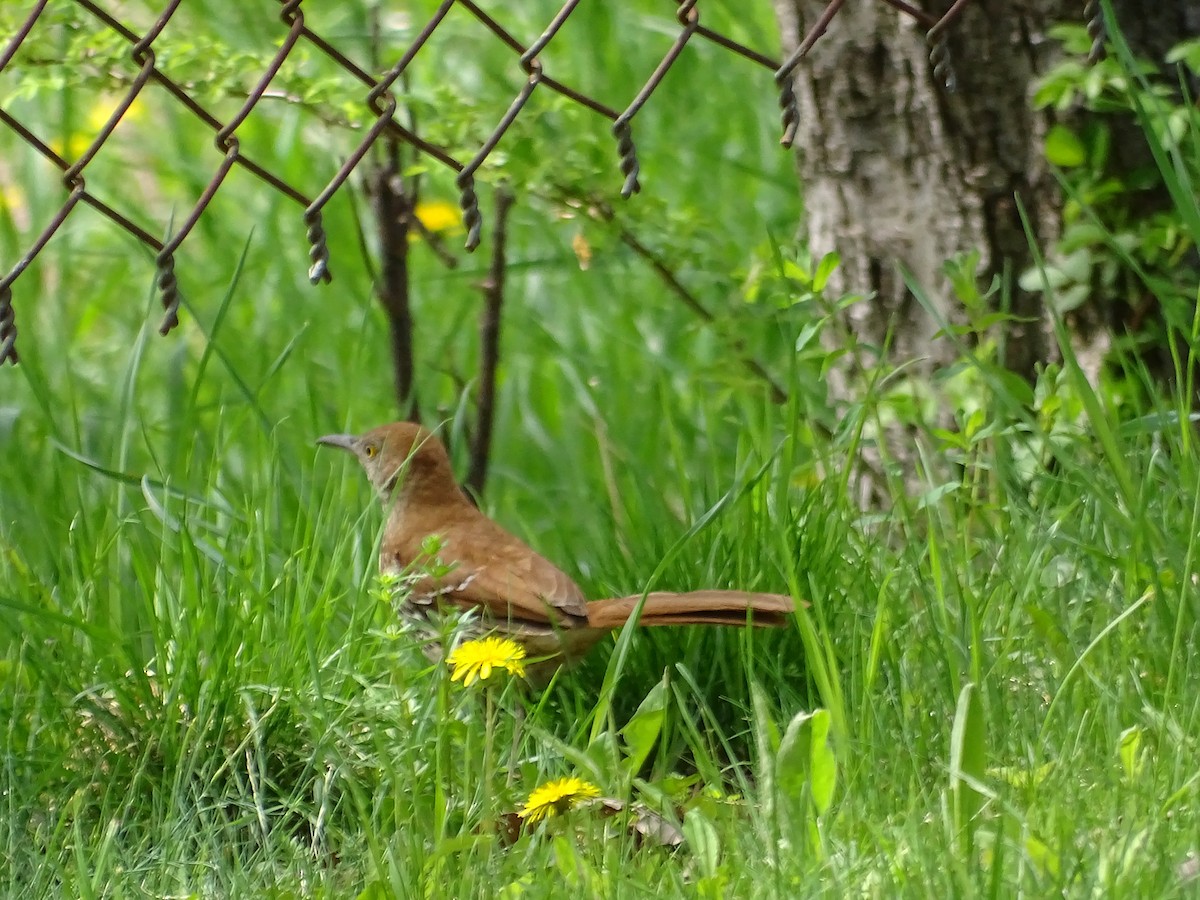 Brown Thrasher - ML100657331