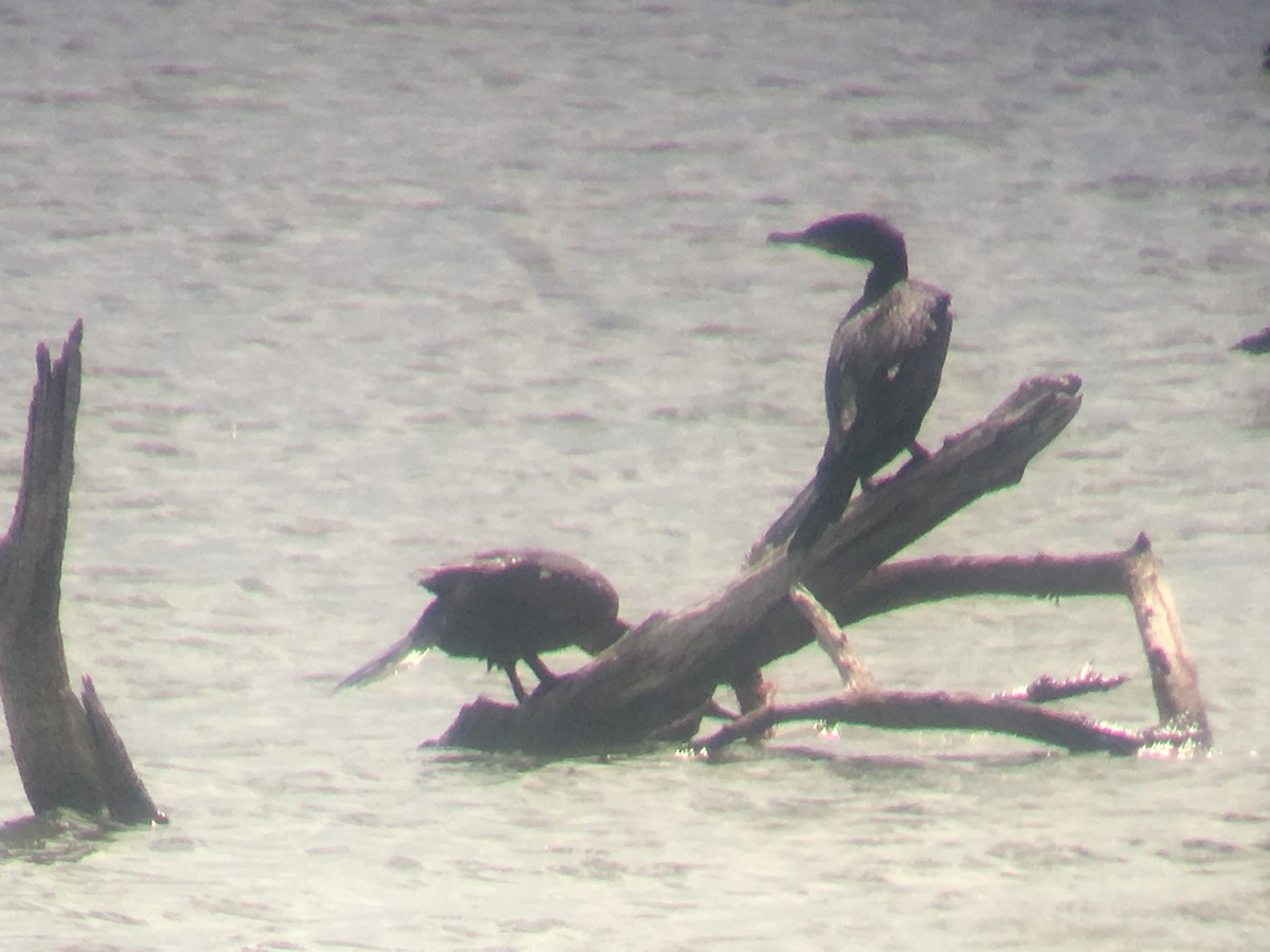 Cormorán Biguá - ML100659341