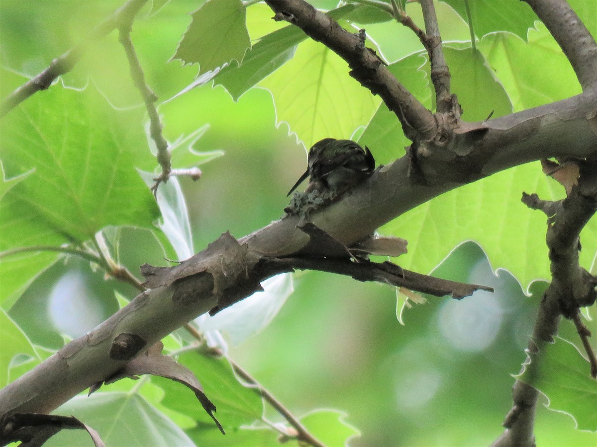 Ruby-throated Hummingbird - ML100660341