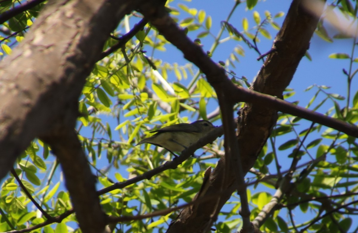 Warbling Vireo - ML100660941