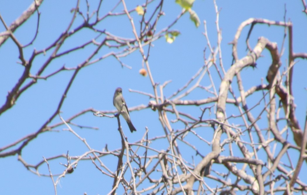 Western Wood-Pewee - ML100661091