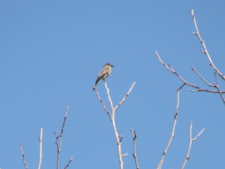 Western Wood-Pewee - ML100661111