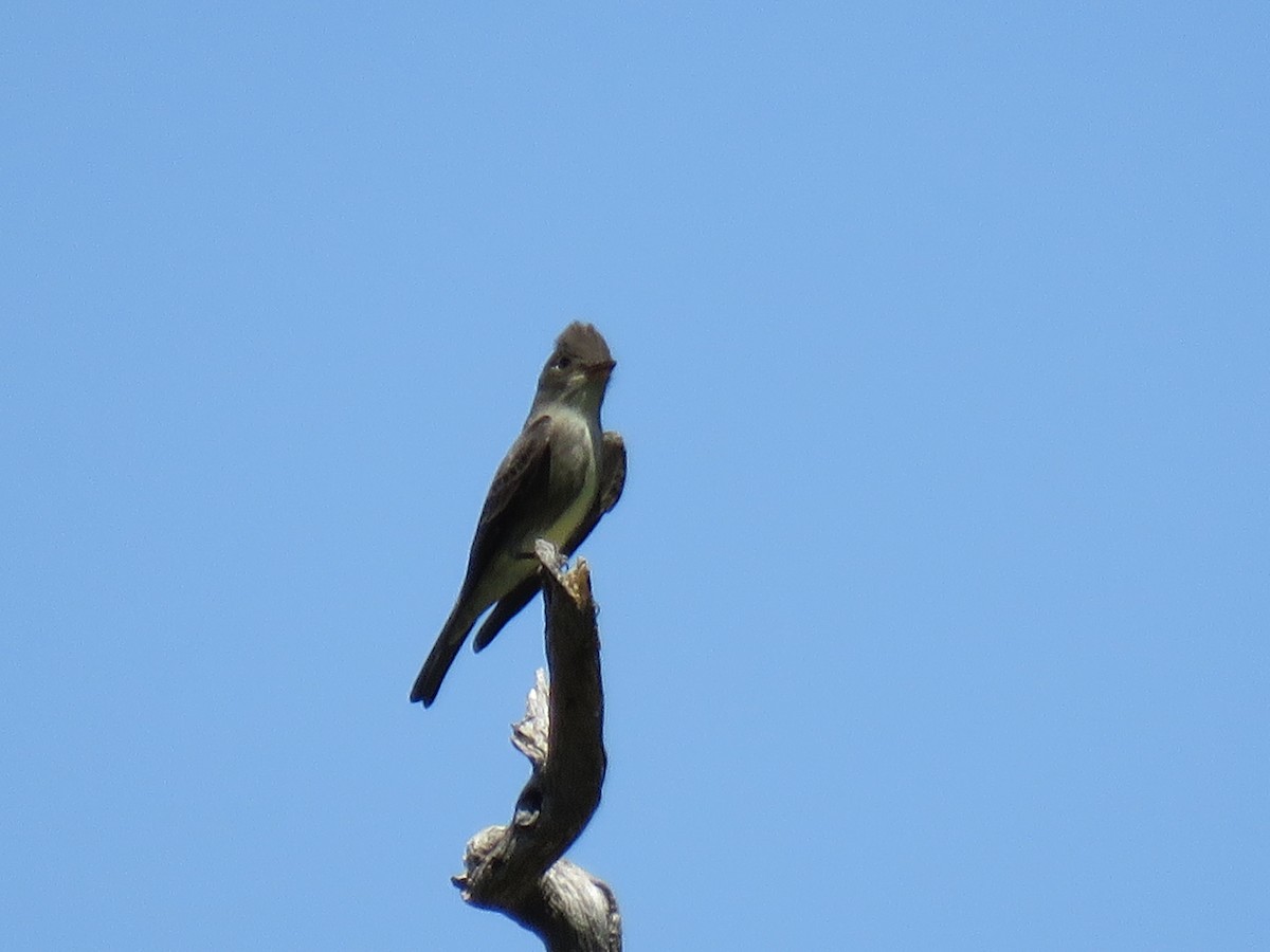 Olive-sided Flycatcher - ML100661451