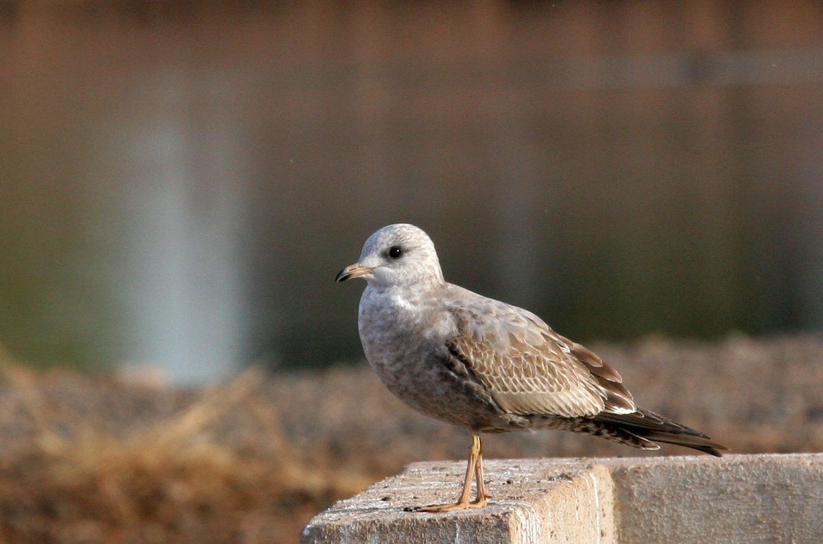 Short-billed Gull - ML100662901