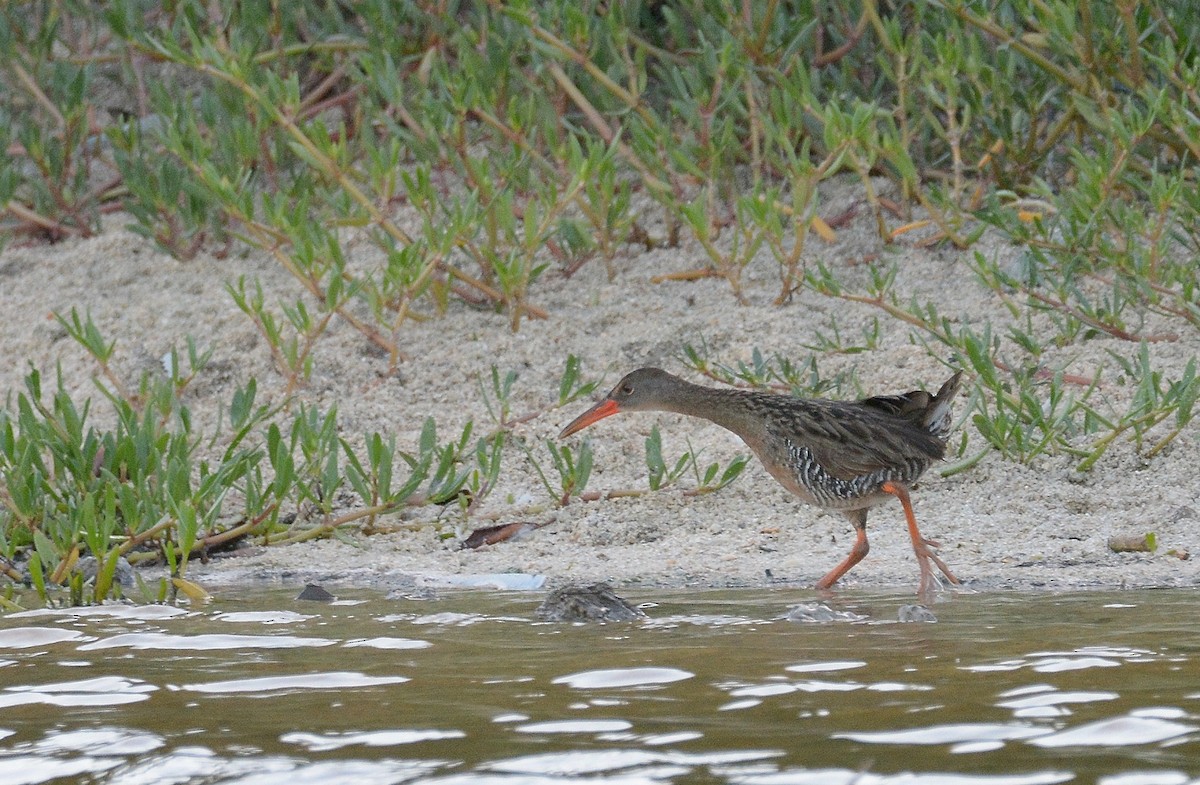 Mangrove Rail - ML100664011