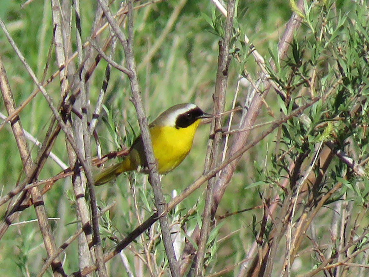 Common Yellowthroat - ML100666731