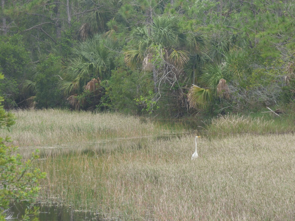 Great Egret (American) - ML100667851