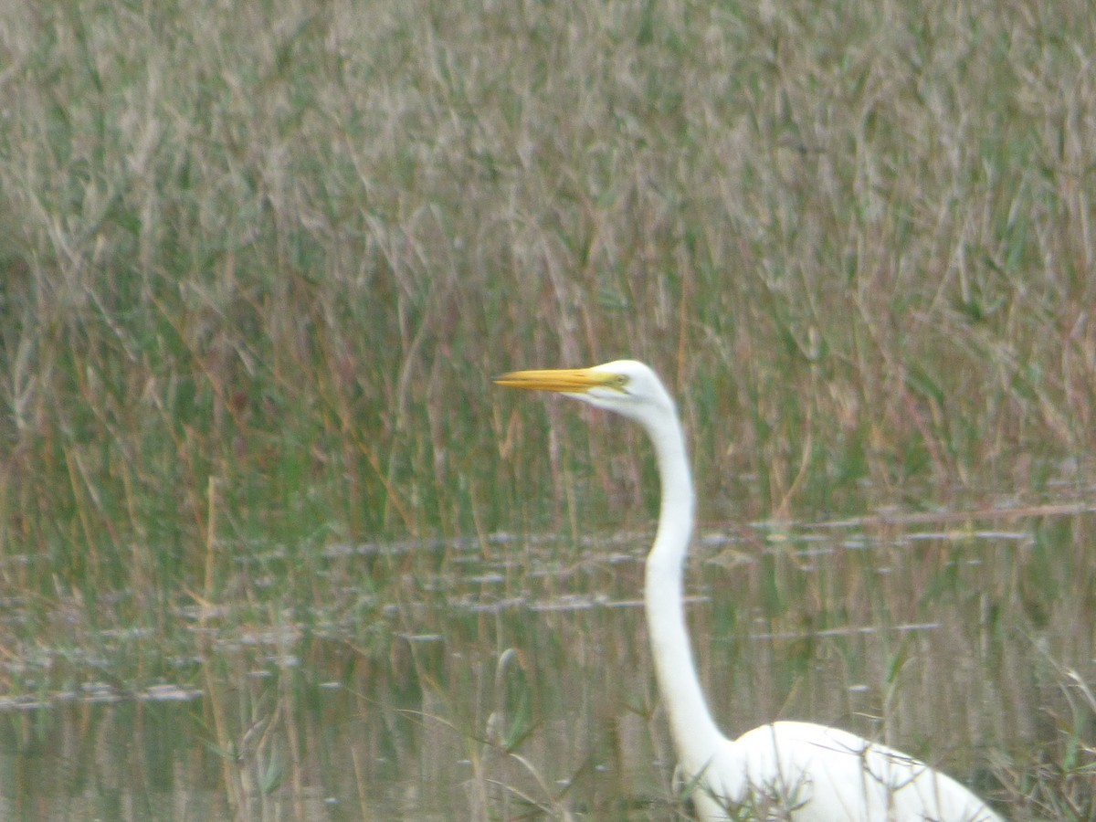 Great Egret (American) - ML100668771