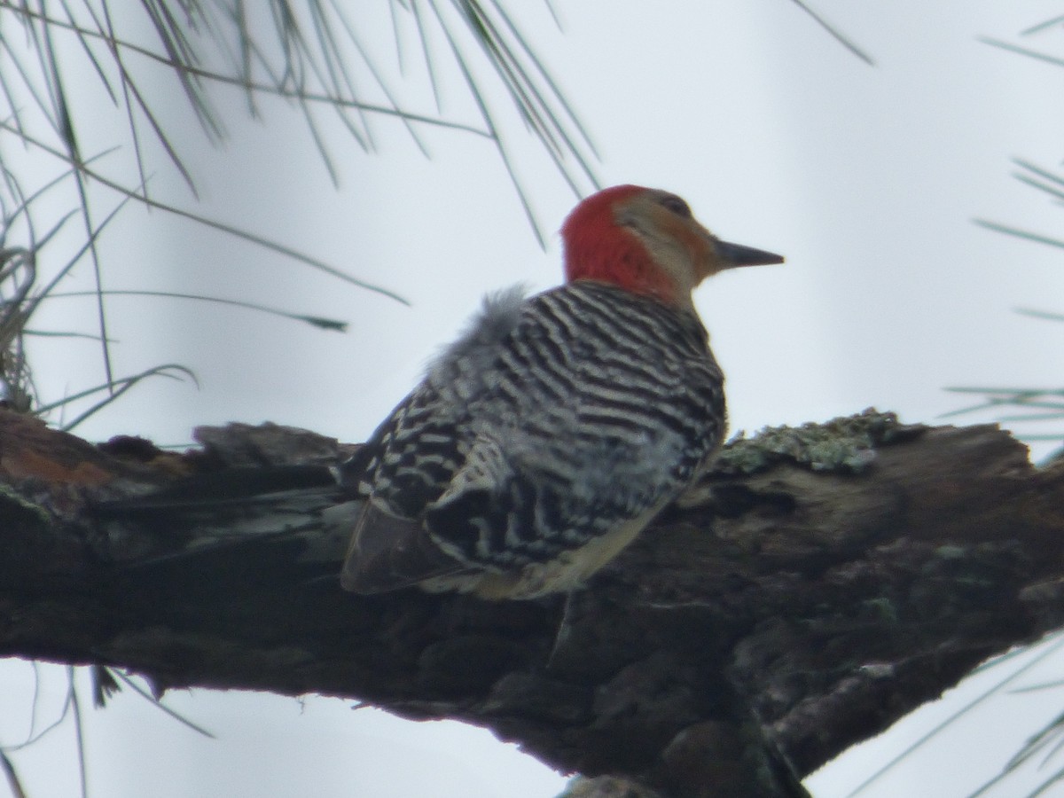 Red-bellied Woodpecker - ML100669741