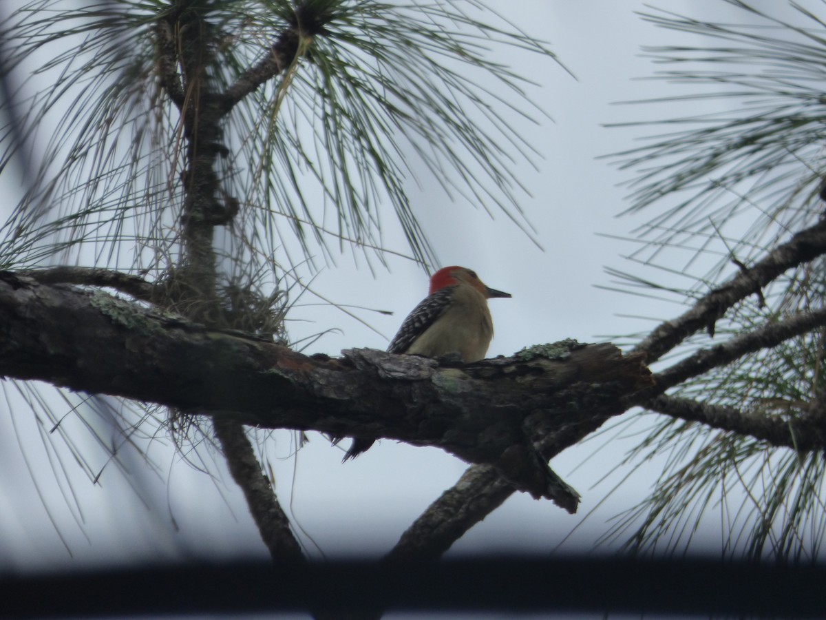 Red-bellied Woodpecker - ML100669801