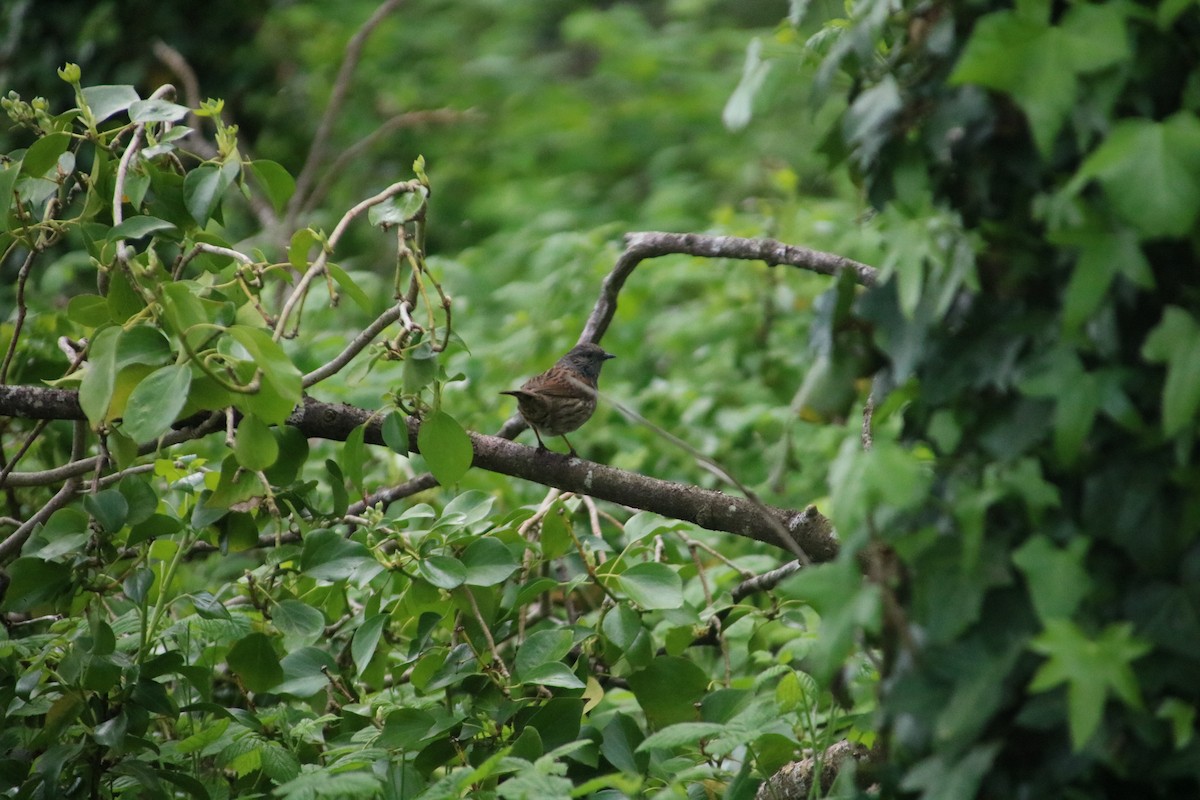 Dunnock - ML100670271