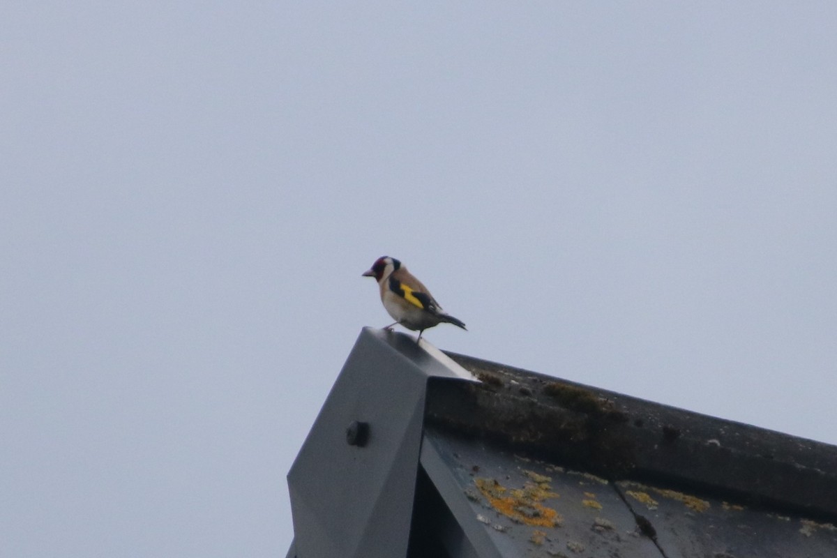 European Goldfinch - ML100670411