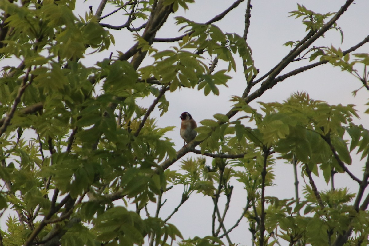 European Goldfinch - ML100670431