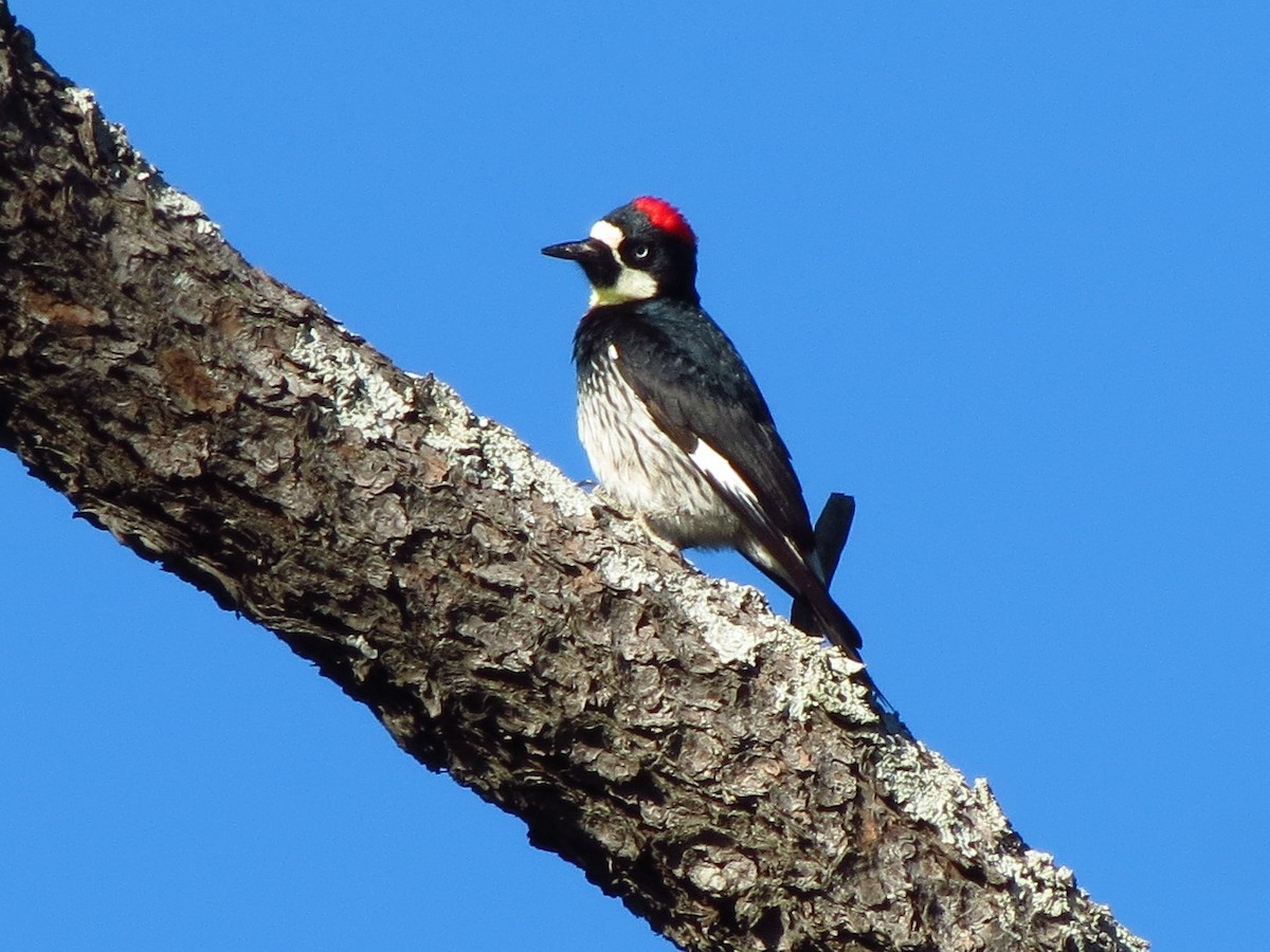 Acorn Woodpecker (Acorn) - Brian Ahern