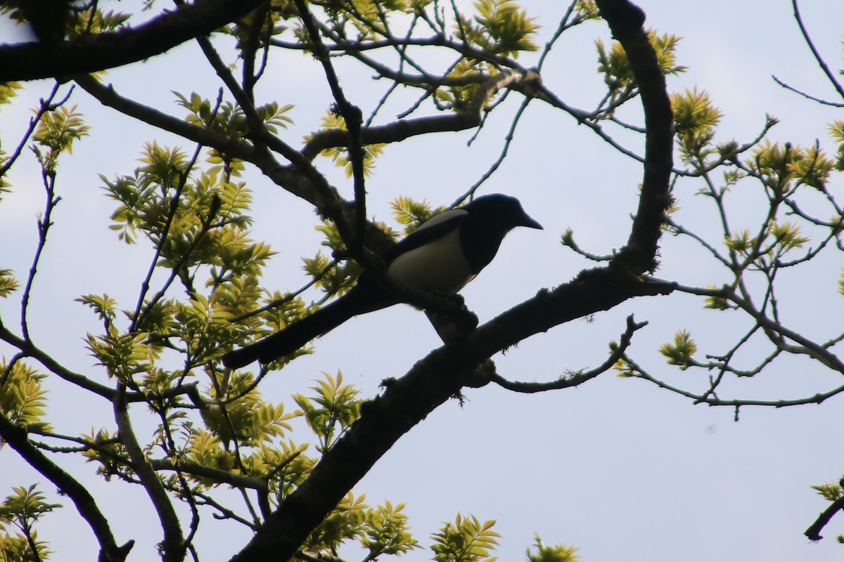 Pie bavarde - ML100670791